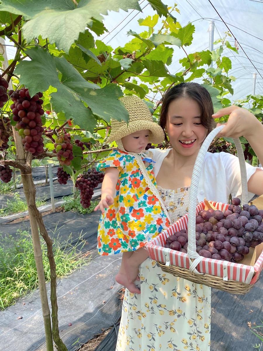 [ĐI HÁI NHO THÔI CÁC BẠN ƠIII]

Địa điểm: Trang trại Chimi Farm 4, Đông Anh, Hà Nội (search gg map là ra nha các bác)

Lỡ hẹn với mùa nho năm ngoái, nay có tin nho mới vào vụ là 2 mẹ con em xách balo lên đường luôn😆 nho trĩu trịt nhìn là mê các bác ạ, trồng cũng thấp thôi nên các bé tha hồ hái nha (các bác nhớ càng đi sâu vào phía trong thì càng nhiều nho nhé). 

Ngoài ra, còn có các dịch vụ khác như: khu cafe xanh mướt cây cối để ngồi nghỉ (giá nước uống từ 40-65k), khu cho động vật ăn (thỏ, hamster, dê, vịt…), tô tượng. 

Chi phí: vườn nho có 2 khu với mức phí 50k (dành cho bạn nào chỉ hái, chụp ảnh chứ không ăn, hái bao nhiêu ra ngoài cân tính tiền - 200k/kg, và thăm khu động vật + 1 suất ăn cho đv) và 250k (như gói 50k nhưng được ăn nho thoải mái trong vườn). 

Mức phí nào cũng được tặng 1 hộp nho nhỏ để mình ăn thử ngay ở quầy bán vé nha😄 cá nhân mình thấy nho khá ngọt và thơm (mua về để tủ lạnh ăn chắc sẽ ngon hơn nữa đó).