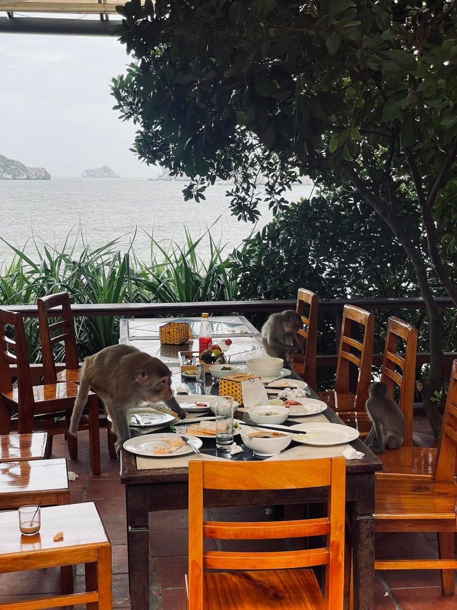 CÁT BÀ - lên rừng xuống biển trong 3 ngày 😎

Nhà mình đi Cát Bà lần đầu năm 2017, ở 2 đêm trong Cát Bà resort và tự lái xe đi loanh quanh. Ấn tượng của mình lúc ấy không khác gì các điểm du lịch biển khác ở miền Bắc cho lắm; thế nên cũng không có ý định quay lại.

Cho đến cách đây khoảng 1 tuần, lũ trẻ con nó than thở thèm biển. Mà đúng đợt cả 2 bố mẹ đều bận. Thứ 7 vẫn phải đi họp phụ huynh cho 2 đứa, đầu tuần sau thì bố mẹ đều có lịch không huỷ được. Thế là nghĩ đến Cát Bà.

Đặt phòng ở Cát Bà sát ngày, lại cuối tuần mùa cao điểm, cộng thêm yêu cầu dạng family 2 giường, chi phí vừa phải nhưng có chỗ chơi cho trẻ con -  dường như là “nhiệm vụ bất khả thi” 🤣 Đến cuối cùng, thực sự là lên kế hoạch chuyến đi theo cách không kỳ vọng nhiều, chỉ cần có chỗ cho lũ trẻ con tắm biển là được.

Ấy thế mà lại có chuyến đi ngoài mong đợi - lại phải rì viu 😎 (hơi ít ảnh vì toàn chụp ảnh bọn trẻ con, không chụp cảnh ạ 😅).

1. Đi lại và chi phí:

Nhà mình tự lái, chọn cung đường như sau vì rất sợ cảnh xếp hàng mòn mỏi ở bến phà 😬
Gần 10h sáng thứ 7 họp phụ huynh xong (trộm vía gia đình vẫn hạnh phúc sau buổi họp này), lên xe phi thẳng cao tốc về Tuần Châu. Ghé Hồng Hạnh ăn trưa rồi ra bến phà Tuần Châu đi chuyến 1h30 chiều.

Vé cao tốc: trừ VETC thẻ chồng, mình k phải trả nên coi như free 😌
Vé phà Tuần Châu - Cát Bà: 300k/xe ô tô, 60k/người.
Phà có 4 chuyến thôi: 9h, 11h30, 13h30, 15h (theo trí nhớ của mình, các bạn nên check lại nhé).

Tại sao lại chọn phà Tuần Châu dù xa hơn?
- Vì có thể tạt qua Tuần Châu ăn trưa 🤣 Với mình hải sản Quảng Ninh vưỡn là số 1.
- Vì đỡ phải xếp hàng (hãy google để biết phà từ Cát Hải đông cỡ nào vào mùa này, nãy mình về là vào sáng thứ 2 mà xe vẫn đang xếp hàng dài 😅).
- Vì được ngắm vịnh. Do quãng đường này sẽ là đi trên vịnh Hạ Long / Lan Hạ tầm 40-50p, tha hồ mà ngắm.
- Từ Tuần Châu sẽ cập Cảng Gia Luận, đi qua Rừng quốc gia Cát Bà để vào trung tâm. Con đường này đẹp và nhiều điểm tham quan.

Chiều về nhà mình đi Cảng Cái Viềng - bến phà Gót (Cát Hải). 1 là để khám phá thêm cung đường khác, 2 là chiều này đỡ đông rồi, phà chạy liên tục, nhà mình tới là có phà đi luôn.

Giá vé là 190k/xe và 10k/người.

2. Ở và ăn chơi:

Vụ này mình đặt theo đúng kiểu: hỏi mà bảo có phòng là đặt luôn, chứ còn chả thèm check review gì trước. Mùa cao điểm mà 😅 Thế nhưng kết quả lại không tồi.

HOI LAKE FARMSTAY:
Đêm đầu mình ở đây, là Farmstay nằm trong Vườn quốc gia Cát Bà. Nó là một dãy bungalow dựng quanh hồ Hới. Nếu đến sớm trước 5h chiều thì bạn đỗ xe ở cổng rồi đi bộ vào (từ cổng Rừng quốc gia vào khoảng 3-400m thôi).

Chỗ này không hợp với bạn nào quen ở chỗ “xịn xịn” vì điều kiện cơ sở vật chất cũ không được đầu tư cải tạo nhiều. 

Bù lại thì cảnh thiên nhiên cực đẹp. Hồ nước ngọt từ trong kẽ đá chảy ra mát lạnh. Cây cối đủ loại nên là thiên đường cho 2 thằng nhà mình. Chúng nó bơi rồi nghịch cả buổi, trời mưa xong bị vắt chui ra cắn vẫn cười phe phé đi khoe khắp nơi 😅

Ở đây có thể trekking quanh rừng quốc gia, cắm trại (có khu vực cho thuê trại và điểm dựng trại). Nếu không thuê bungalow thì tự cắm trại cũng là lựa chọn không tồi đâu ^^
Giá siêu rẻ: 750k/đêm với bungalow 1 giường đôi và 850k/đêm với bungalow family 2 giường, bao gồm ăn sáng (đồ ăn sáng thì tệ nha 😅). Trẻ em phụ thu 150k.

Đồ ăn uống cũng rẻ luôn, nước cam ép, cà phê cũng chỉ tầm 25-30k/ly. Nhân viên thì không chuyên nghiệp nhưng nhiệt tình. Các bạn Tây ba lô có vẻ thích mấy chỗ kiểu này nên mình thấy 3-4 nhóm liền, đông hơn cả khách Việt.

MONKEY ISLAND RESORT:

Nằm trên Đảo Khỉ ngoài vịnh Lan Hạ. Một nơi mà mình nghĩ nhà mình sẽ còn quay lại vì cả nhà đều thích.

Vì nằm ngoài đảo nên để ra đây thì phải đi tàu từ bến Bèo. Trước khi tới tầm 30p bạn liên hệ với resort để cho tàu vào đón. Sau khi được free ngắm vịnh Lan Hạ tầm 20p thì tới đảo. Ở đây cũng là các bungalow, có dạng phòng rẻ nhất là 1tr - và đắt nhất là bungalow riêng view biển 2 giường thì 2.3tr. Giá bao gồm ăn sáng, phụ thu trẻ em 200k.

Nằm sâu trong vịnh nên nước biển trong, buổi sáng có rác (chủ yếu là bèo) dạt vào - nhưng về cơ bản là nước vẫn sạch. Bãi có sỏi và đá nhỏ chứ k phải cát mịn như biển miền Trung. Thế nhưng so với biển miền Bắc thì vẫn ổn rồi.

Do mọi thứ trên đảo phải mang từ đất liền vào nên bạn sẽ được nhắc cần tiết kiệm nước. Điện cũng phải chạy máy phát nên tầm trưa và tối mới có điều hoà. Tuy nhiên mình đi vào ngày mát mẻ, gió cũng lồng lộng suốt ngày ấy nên dễ chịu lắm. Từ bungalow nhìn thẳng ra vịnh, cảnh siêu đẹp. Bơi chán là 2 đứa nhà mình lại nằm ườn ngoài ban công ngắm biển, đọc sách.

Đặc sản trên đảo này, ngoài biển, là chó và khỉ ^^ Bọn chó dễ thương kinh khủng. Đặc biệt là bạn Kem, cứ có khách đến là chạy ra đón, rồi khách lên tàu về lại lon ton ra tiễn, rất thích chơi với trẻ con nữa. Bọn trẻ con nhà mình mê mẩn lắm.

Còn lũ khỉ thì không mê nổi 🥹 Đảo của chúng nó mà. Đồ ăn để ngoài hay quên k đóng cửa phòng là chúng nó lao vào ăn trộm luôn 🥲 Mình nhìn mấy con to đùng sợ khiếp vía, 2 thằng con thì rủ chó đi trêu khỉ 😏 

Nghe nói còn vài cái resort ở các đảo riêng biệt kiểu này loanh quanh vịnh nữa. Cát Bà bắt đầu hấp dẫn nhà mình rồi đấy ^^