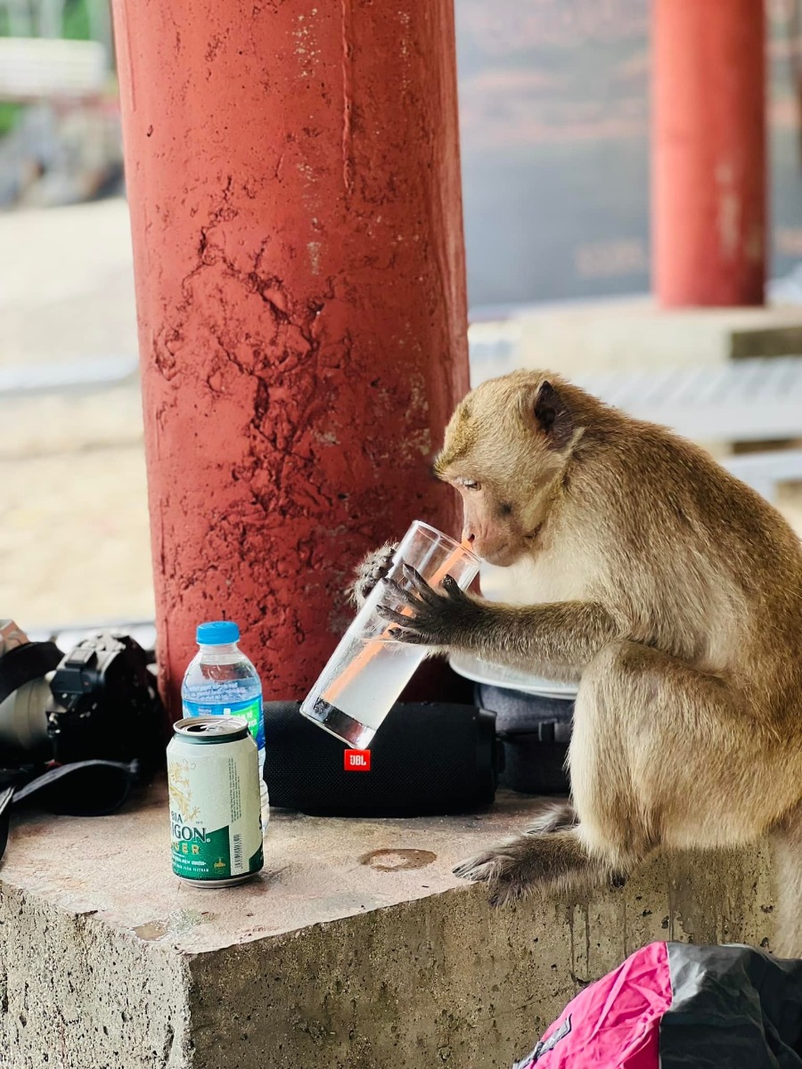 CÁT BÀ - lên rừng xuống biển trong 3 ngày 😎

Nhà mình đi Cát Bà lần đầu năm 2017, ở 2 đêm trong Cát Bà resort và tự lái xe đi loanh quanh. Ấn tượng của mình lúc ấy không khác gì các điểm du lịch biển khác ở miền Bắc cho lắm; thế nên cũng không có ý định quay lại.

Cho đến cách đây khoảng 1 tuần, lũ trẻ con nó than thở thèm biển. Mà đúng đợt cả 2 bố mẹ đều bận. Thứ 7 vẫn phải đi họp phụ huynh cho 2 đứa, đầu tuần sau thì bố mẹ đều có lịch không huỷ được. Thế là nghĩ đến Cát Bà.

Đặt phòng ở Cát Bà sát ngày, lại cuối tuần mùa cao điểm, cộng thêm yêu cầu dạng family 2 giường, chi phí vừa phải nhưng có chỗ chơi cho trẻ con -  dường như là “nhiệm vụ bất khả thi” 🤣 Đến cuối cùng, thực sự là lên kế hoạch chuyến đi theo cách không kỳ vọng nhiều, chỉ cần có chỗ cho lũ trẻ con tắm biển là được.

Ấy thế mà lại có chuyến đi ngoài mong đợi - lại phải rì viu 😎 (hơi ít ảnh vì toàn chụp ảnh bọn trẻ con, không chụp cảnh ạ 😅).

1. Đi lại và chi phí:

Nhà mình tự lái, chọn cung đường như sau vì rất sợ cảnh xếp hàng mòn mỏi ở bến phà 😬
Gần 10h sáng thứ 7 họp phụ huynh xong (trộm vía gia đình vẫn hạnh phúc sau buổi họp này), lên xe phi thẳng cao tốc về Tuần Châu. Ghé Hồng Hạnh ăn trưa rồi ra bến phà Tuần Châu đi chuyến 1h30 chiều.

Vé cao tốc: trừ VETC thẻ chồng, mình k phải trả nên coi như free 😌
Vé phà Tuần Châu - Cát Bà: 300k/xe ô tô, 60k/người.
Phà có 4 chuyến thôi: 9h, 11h30, 13h30, 15h (theo trí nhớ của mình, các bạn nên check lại nhé).

Tại sao lại chọn phà Tuần Châu dù xa hơn?
- Vì có thể tạt qua Tuần Châu ăn trưa 🤣 Với mình hải sản Quảng Ninh vưỡn là số 1.
- Vì đỡ phải xếp hàng (hãy google để biết phà từ Cát Hải đông cỡ nào vào mùa này, nãy mình về là vào sáng thứ 2 mà xe vẫn đang xếp hàng dài 😅).
- Vì được ngắm vịnh. Do quãng đường này sẽ là đi trên vịnh Hạ Long / Lan Hạ tầm 40-50p, tha hồ mà ngắm.
- Từ Tuần Châu sẽ cập Cảng Gia Luận, đi qua Rừng quốc gia Cát Bà để vào trung tâm. Con đường này đẹp và nhiều điểm tham quan.

Chiều về nhà mình đi Cảng Cái Viềng - bến phà Gót (Cát Hải). 1 là để khám phá thêm cung đường khác, 2 là chiều này đỡ đông rồi, phà chạy liên tục, nhà mình tới là có phà đi luôn.

Giá vé là 190k/xe và 10k/người.

2. Ở và ăn chơi:

Vụ này mình đặt theo đúng kiểu: hỏi mà bảo có phòng là đặt luôn, chứ còn chả thèm check review gì trước. Mùa cao điểm mà 😅 Thế nhưng kết quả lại không tồi.

HOI LAKE FARMSTAY:
Đêm đầu mình ở đây, là Farmstay nằm trong Vườn quốc gia Cát Bà. Nó là một dãy bungalow dựng quanh hồ Hới. Nếu đến sớm trước 5h chiều thì bạn đỗ xe ở cổng rồi đi bộ vào (từ cổng Rừng quốc gia vào khoảng 3-400m thôi).

Chỗ này không hợp với bạn nào quen ở chỗ “xịn xịn” vì điều kiện cơ sở vật chất cũ không được đầu tư cải tạo nhiều. 

Bù lại thì cảnh thiên nhiên cực đẹp. Hồ nước ngọt từ trong kẽ đá chảy ra mát lạnh. Cây cối đủ loại nên là thiên đường cho 2 thằng nhà mình. Chúng nó bơi rồi nghịch cả buổi, trời mưa xong bị vắt chui ra cắn vẫn cười phe phé đi khoe khắp nơi 😅

Ở đây có thể trekking quanh rừng quốc gia, cắm trại (có khu vực cho thuê trại và điểm dựng trại). Nếu không thuê bungalow thì tự cắm trại cũng là lựa chọn không tồi đâu ^^
Giá siêu rẻ: 750k/đêm với bungalow 1 giường đôi và 850k/đêm với bungalow family 2 giường, bao gồm ăn sáng (đồ ăn sáng thì tệ nha 😅). Trẻ em phụ thu 150k.

Đồ ăn uống cũng rẻ luôn, nước cam ép, cà phê cũng chỉ tầm 25-30k/ly. Nhân viên thì không chuyên nghiệp nhưng nhiệt tình. Các bạn Tây ba lô có vẻ thích mấy chỗ kiểu này nên mình thấy 3-4 nhóm liền, đông hơn cả khách Việt.

MONKEY ISLAND RESORT:

Nằm trên Đảo Khỉ ngoài vịnh Lan Hạ. Một nơi mà mình nghĩ nhà mình sẽ còn quay lại vì cả nhà đều thích.

Vì nằm ngoài đảo nên để ra đây thì phải đi tàu từ bến Bèo. Trước khi tới tầm 30p bạn liên hệ với resort để cho tàu vào đón. Sau khi được free ngắm vịnh Lan Hạ tầm 20p thì tới đảo. Ở đây cũng là các bungalow, có dạng phòng rẻ nhất là 1tr - và đắt nhất là bungalow riêng view biển 2 giường thì 2.3tr. Giá bao gồm ăn sáng, phụ thu trẻ em 200k.

Nằm sâu trong vịnh nên nước biển trong, buổi sáng có rác (chủ yếu là bèo) dạt vào - nhưng về cơ bản là nước vẫn sạch. Bãi có sỏi và đá nhỏ chứ k phải cát mịn như biển miền Trung. Thế nhưng so với biển miền Bắc thì vẫn ổn rồi.

Do mọi thứ trên đảo phải mang từ đất liền vào nên bạn sẽ được nhắc cần tiết kiệm nước. Điện cũng phải chạy máy phát nên tầm trưa và tối mới có điều hoà. Tuy nhiên mình đi vào ngày mát mẻ, gió cũng lồng lộng suốt ngày ấy nên dễ chịu lắm. Từ bungalow nhìn thẳng ra vịnh, cảnh siêu đẹp. Bơi chán là 2 đứa nhà mình lại nằm ườn ngoài ban công ngắm biển, đọc sách.

Đặc sản trên đảo này, ngoài biển, là chó và khỉ ^^ Bọn chó dễ thương kinh khủng. Đặc biệt là bạn Kem, cứ có khách đến là chạy ra đón, rồi khách lên tàu về lại lon ton ra tiễn, rất thích chơi với trẻ con nữa. Bọn trẻ con nhà mình mê mẩn lắm.

Còn lũ khỉ thì không mê nổi 🥹 Đảo của chúng nó mà. Đồ ăn để ngoài hay quên k đóng cửa phòng là chúng nó lao vào ăn trộm luôn 🥲 Mình nhìn mấy con to đùng sợ khiếp vía, 2 thằng con thì rủ chó đi trêu khỉ 😏 

Nghe nói còn vài cái resort ở các đảo riêng biệt kiểu này loanh quanh vịnh nữa. Cát Bà bắt đầu hấp dẫn nhà mình rồi đấy ^^