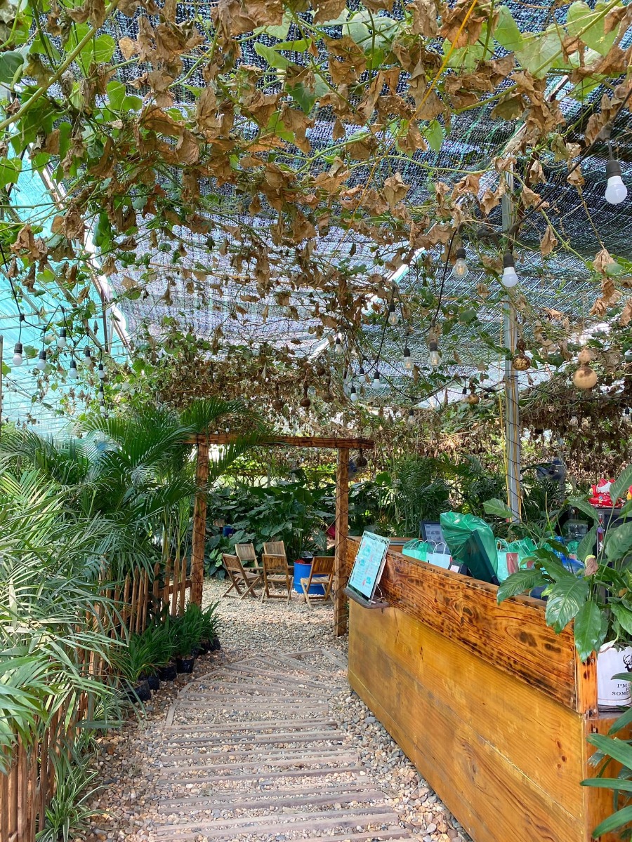 [ĐI HÁI NHO THÔI CÁC BẠN ƠIII]

Địa điểm: Trang trại Chimi Farm 4, Đông Anh, Hà Nội (search gg map là ra nha các bác)

Lỡ hẹn với mùa nho năm ngoái, nay có tin nho mới vào vụ là 2 mẹ con em xách balo lên đường luôn😆 nho trĩu trịt nhìn là mê các bác ạ, trồng cũng thấp thôi nên các bé tha hồ hái nha (các bác nhớ càng đi sâu vào phía trong thì càng nhiều nho nhé). 

Ngoài ra, còn có các dịch vụ khác như: khu cafe xanh mướt cây cối để ngồi nghỉ (giá nước uống từ 40-65k), khu cho động vật ăn (thỏ, hamster, dê, vịt…), tô tượng. 

Chi phí: vườn nho có 2 khu với mức phí 50k (dành cho bạn nào chỉ hái, chụp ảnh chứ không ăn, hái bao nhiêu ra ngoài cân tính tiền - 200k/kg, và thăm khu động vật + 1 suất ăn cho đv) và 250k (như gói 50k nhưng được ăn nho thoải mái trong vườn). 

Mức phí nào cũng được tặng 1 hộp nho nhỏ để mình ăn thử ngay ở quầy bán vé nha😄 cá nhân mình thấy nho khá ngọt và thơm (mua về để tủ lạnh ăn chắc sẽ ngon hơn nữa đó).