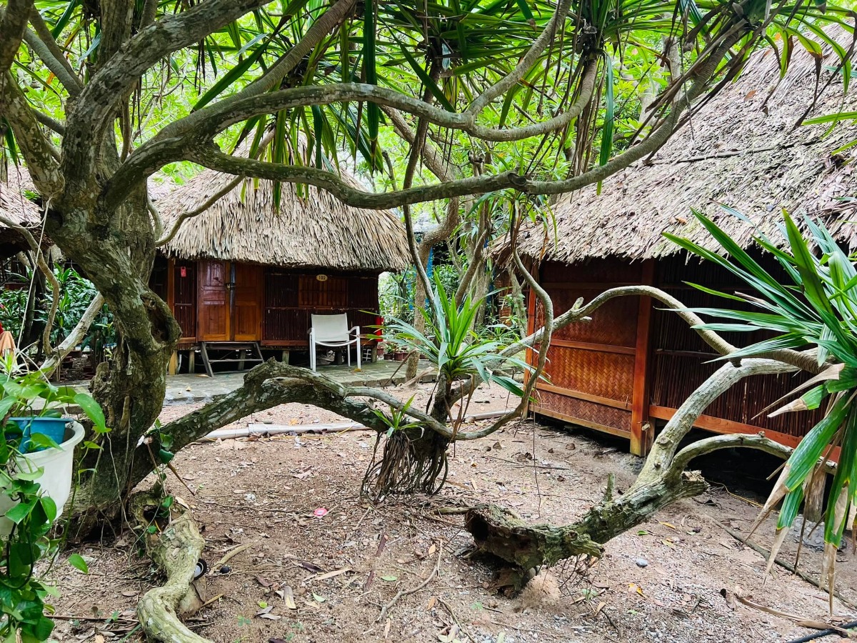 CÁT BÀ - lên rừng xuống biển trong 3 ngày 😎

Nhà mình đi Cát Bà lần đầu năm 2017, ở 2 đêm trong Cát Bà resort và tự lái xe đi loanh quanh. Ấn tượng của mình lúc ấy không khác gì các điểm du lịch biển khác ở miền Bắc cho lắm; thế nên cũng không có ý định quay lại.

Cho đến cách đây khoảng 1 tuần, lũ trẻ con nó than thở thèm biển. Mà đúng đợt cả 2 bố mẹ đều bận. Thứ 7 vẫn phải đi họp phụ huynh cho 2 đứa, đầu tuần sau thì bố mẹ đều có lịch không huỷ được. Thế là nghĩ đến Cát Bà.

Đặt phòng ở Cát Bà sát ngày, lại cuối tuần mùa cao điểm, cộng thêm yêu cầu dạng family 2 giường, chi phí vừa phải nhưng có chỗ chơi cho trẻ con -  dường như là “nhiệm vụ bất khả thi” 🤣 Đến cuối cùng, thực sự là lên kế hoạch chuyến đi theo cách không kỳ vọng nhiều, chỉ cần có chỗ cho lũ trẻ con tắm biển là được.

Ấy thế mà lại có chuyến đi ngoài mong đợi - lại phải rì viu 😎 (hơi ít ảnh vì toàn chụp ảnh bọn trẻ con, không chụp cảnh ạ 😅).

1. Đi lại và chi phí:

Nhà mình tự lái, chọn cung đường như sau vì rất sợ cảnh xếp hàng mòn mỏi ở bến phà 😬
Gần 10h sáng thứ 7 họp phụ huynh xong (trộm vía gia đình vẫn hạnh phúc sau buổi họp này), lên xe phi thẳng cao tốc về Tuần Châu. Ghé Hồng Hạnh ăn trưa rồi ra bến phà Tuần Châu đi chuyến 1h30 chiều.

Vé cao tốc: trừ VETC thẻ chồng, mình k phải trả nên coi như free 😌
Vé phà Tuần Châu - Cát Bà: 300k/xe ô tô, 60k/người.
Phà có 4 chuyến thôi: 9h, 11h30, 13h30, 15h (theo trí nhớ của mình, các bạn nên check lại nhé).

Tại sao lại chọn phà Tuần Châu dù xa hơn?
- Vì có thể tạt qua Tuần Châu ăn trưa 🤣 Với mình hải sản Quảng Ninh vưỡn là số 1.
- Vì đỡ phải xếp hàng (hãy google để biết phà từ Cát Hải đông cỡ nào vào mùa này, nãy mình về là vào sáng thứ 2 mà xe vẫn đang xếp hàng dài 😅).
- Vì được ngắm vịnh. Do quãng đường này sẽ là đi trên vịnh Hạ Long / Lan Hạ tầm 40-50p, tha hồ mà ngắm.
- Từ Tuần Châu sẽ cập Cảng Gia Luận, đi qua Rừng quốc gia Cát Bà để vào trung tâm. Con đường này đẹp và nhiều điểm tham quan.

Chiều về nhà mình đi Cảng Cái Viềng - bến phà Gót (Cát Hải). 1 là để khám phá thêm cung đường khác, 2 là chiều này đỡ đông rồi, phà chạy liên tục, nhà mình tới là có phà đi luôn.

Giá vé là 190k/xe và 10k/người.

2. Ở và ăn chơi:

Vụ này mình đặt theo đúng kiểu: hỏi mà bảo có phòng là đặt luôn, chứ còn chả thèm check review gì trước. Mùa cao điểm mà 😅 Thế nhưng kết quả lại không tồi.

HOI LAKE FARMSTAY:
Đêm đầu mình ở đây, là Farmstay nằm trong Vườn quốc gia Cát Bà. Nó là một dãy bungalow dựng quanh hồ Hới. Nếu đến sớm trước 5h chiều thì bạn đỗ xe ở cổng rồi đi bộ vào (từ cổng Rừng quốc gia vào khoảng 3-400m thôi).

Chỗ này không hợp với bạn nào quen ở chỗ “xịn xịn” vì điều kiện cơ sở vật chất cũ không được đầu tư cải tạo nhiều. 

Bù lại thì cảnh thiên nhiên cực đẹp. Hồ nước ngọt từ trong kẽ đá chảy ra mát lạnh. Cây cối đủ loại nên là thiên đường cho 2 thằng nhà mình. Chúng nó bơi rồi nghịch cả buổi, trời mưa xong bị vắt chui ra cắn vẫn cười phe phé đi khoe khắp nơi 😅

Ở đây có thể trekking quanh rừng quốc gia, cắm trại (có khu vực cho thuê trại và điểm dựng trại). Nếu không thuê bungalow thì tự cắm trại cũng là lựa chọn không tồi đâu ^^
Giá siêu rẻ: 750k/đêm với bungalow 1 giường đôi và 850k/đêm với bungalow family 2 giường, bao gồm ăn sáng (đồ ăn sáng thì tệ nha 😅). Trẻ em phụ thu 150k.

Đồ ăn uống cũng rẻ luôn, nước cam ép, cà phê cũng chỉ tầm 25-30k/ly. Nhân viên thì không chuyên nghiệp nhưng nhiệt tình. Các bạn Tây ba lô có vẻ thích mấy chỗ kiểu này nên mình thấy 3-4 nhóm liền, đông hơn cả khách Việt.

MONKEY ISLAND RESORT:

Nằm trên Đảo Khỉ ngoài vịnh Lan Hạ. Một nơi mà mình nghĩ nhà mình sẽ còn quay lại vì cả nhà đều thích.

Vì nằm ngoài đảo nên để ra đây thì phải đi tàu từ bến Bèo. Trước khi tới tầm 30p bạn liên hệ với resort để cho tàu vào đón. Sau khi được free ngắm vịnh Lan Hạ tầm 20p thì tới đảo. Ở đây cũng là các bungalow, có dạng phòng rẻ nhất là 1tr - và đắt nhất là bungalow riêng view biển 2 giường thì 2.3tr. Giá bao gồm ăn sáng, phụ thu trẻ em 200k.

Nằm sâu trong vịnh nên nước biển trong, buổi sáng có rác (chủ yếu là bèo) dạt vào - nhưng về cơ bản là nước vẫn sạch. Bãi có sỏi và đá nhỏ chứ k phải cát mịn như biển miền Trung. Thế nhưng so với biển miền Bắc thì vẫn ổn rồi.

Do mọi thứ trên đảo phải mang từ đất liền vào nên bạn sẽ được nhắc cần tiết kiệm nước. Điện cũng phải chạy máy phát nên tầm trưa và tối mới có điều hoà. Tuy nhiên mình đi vào ngày mát mẻ, gió cũng lồng lộng suốt ngày ấy nên dễ chịu lắm. Từ bungalow nhìn thẳng ra vịnh, cảnh siêu đẹp. Bơi chán là 2 đứa nhà mình lại nằm ườn ngoài ban công ngắm biển, đọc sách.

Đặc sản trên đảo này, ngoài biển, là chó và khỉ ^^ Bọn chó dễ thương kinh khủng. Đặc biệt là bạn Kem, cứ có khách đến là chạy ra đón, rồi khách lên tàu về lại lon ton ra tiễn, rất thích chơi với trẻ con nữa. Bọn trẻ con nhà mình mê mẩn lắm.

Còn lũ khỉ thì không mê nổi 🥹 Đảo của chúng nó mà. Đồ ăn để ngoài hay quên k đóng cửa phòng là chúng nó lao vào ăn trộm luôn 🥲 Mình nhìn mấy con to đùng sợ khiếp vía, 2 thằng con thì rủ chó đi trêu khỉ 😏 

Nghe nói còn vài cái resort ở các đảo riêng biệt kiểu này loanh quanh vịnh nữa. Cát Bà bắt đầu hấp dẫn nhà mình rồi đấy ^^