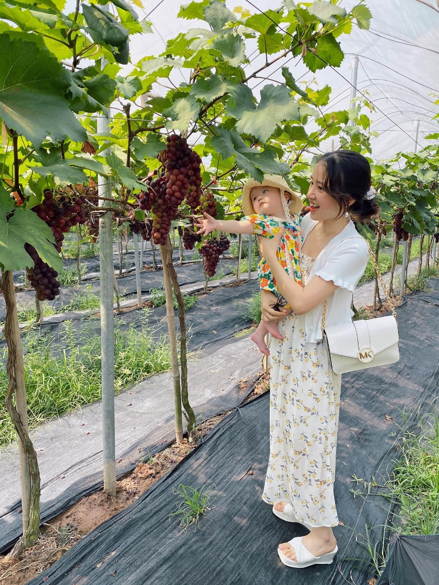 [ĐI HÁI NHO THÔI CÁC BẠN ƠIII]

Địa điểm: Trang trại Chimi Farm 4, Đông Anh, Hà Nội (search gg map là ra nha các bác)

Lỡ hẹn với mùa nho năm ngoái, nay có tin nho mới vào vụ là 2 mẹ con em xách balo lên đường luôn😆 nho trĩu trịt nhìn là mê các bác ạ, trồng cũng thấp thôi nên các bé tha hồ hái nha (các bác nhớ càng đi sâu vào phía trong thì càng nhiều nho nhé). 

Ngoài ra, còn có các dịch vụ khác như: khu cafe xanh mướt cây cối để ngồi nghỉ (giá nước uống từ 40-65k), khu cho động vật ăn (thỏ, hamster, dê, vịt…), tô tượng. 

Chi phí: vườn nho có 2 khu với mức phí 50k (dành cho bạn nào chỉ hái, chụp ảnh chứ không ăn, hái bao nhiêu ra ngoài cân tính tiền - 200k/kg, và thăm khu động vật + 1 suất ăn cho đv) và 250k (như gói 50k nhưng được ăn nho thoải mái trong vườn). 

Mức phí nào cũng được tặng 1 hộp nho nhỏ để mình ăn thử ngay ở quầy bán vé nha😄 cá nhân mình thấy nho khá ngọt và thơm (mua về để tủ lạnh ăn chắc sẽ ngon hơn nữa đó).