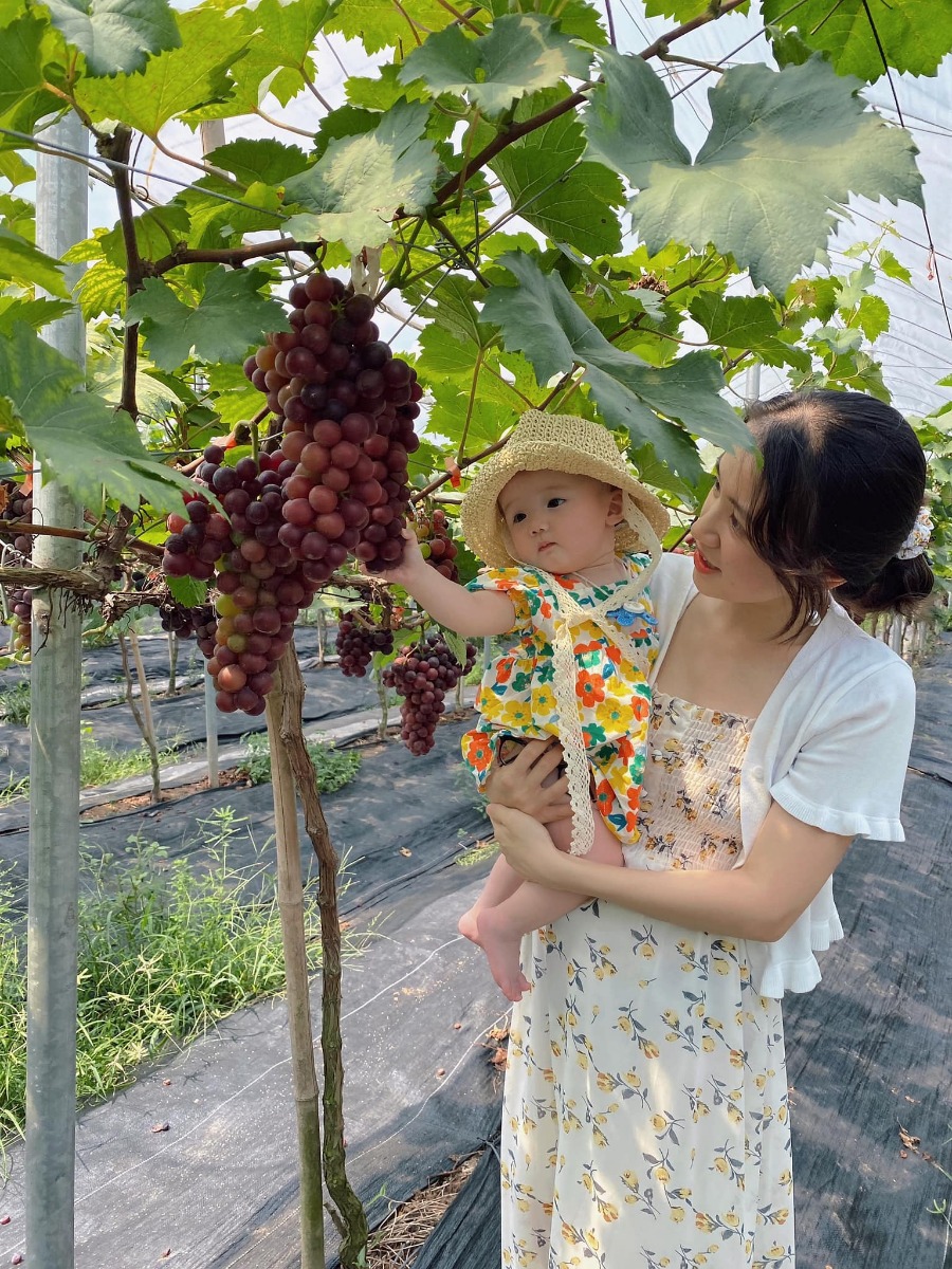 [ĐI HÁI NHO THÔI CÁC BẠN ƠIII]

Địa điểm: Trang trại Chimi Farm 4, Đông Anh, Hà Nội (search gg map là ra nha các bác)

Lỡ hẹn với mùa nho năm ngoái, nay có tin nho mới vào vụ là 2 mẹ con em xách balo lên đường luôn😆 nho trĩu trịt nhìn là mê các bác ạ, trồng cũng thấp thôi nên các bé tha hồ hái nha (các bác nhớ càng đi sâu vào phía trong thì càng nhiều nho nhé). 

Ngoài ra, còn có các dịch vụ khác như: khu cafe xanh mướt cây cối để ngồi nghỉ (giá nước uống từ 40-65k), khu cho động vật ăn (thỏ, hamster, dê, vịt…), tô tượng. 

Chi phí: vườn nho có 2 khu với mức phí 50k (dành cho bạn nào chỉ hái, chụp ảnh chứ không ăn, hái bao nhiêu ra ngoài cân tính tiền - 200k/kg, và thăm khu động vật + 1 suất ăn cho đv) và 250k (như gói 50k nhưng được ăn nho thoải mái trong vườn). 

Mức phí nào cũng được tặng 1 hộp nho nhỏ để mình ăn thử ngay ở quầy bán vé nha😄 cá nhân mình thấy nho khá ngọt và thơm (mua về để tủ lạnh ăn chắc sẽ ngon hơn nữa đó).