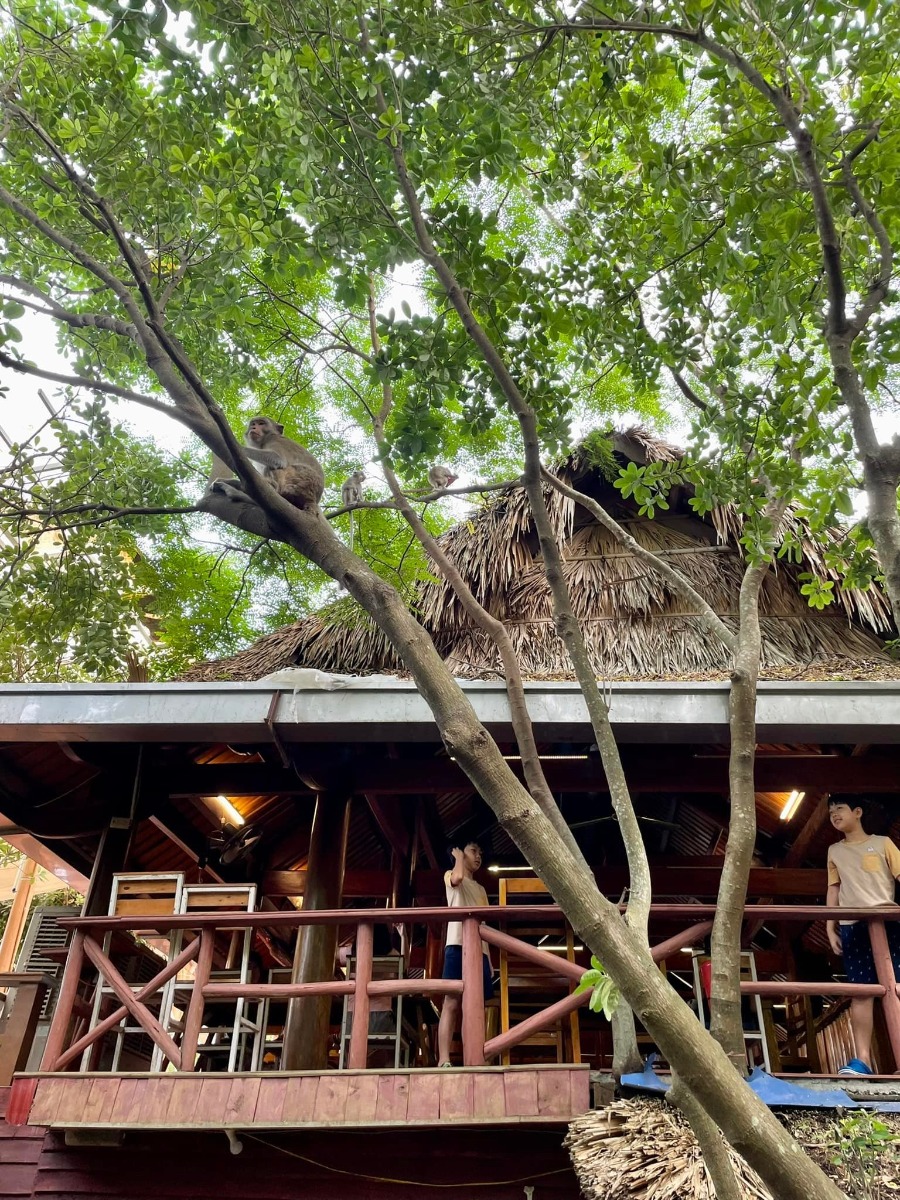 CÁT BÀ - lên rừng xuống biển trong 3 ngày 😎

Nhà mình đi Cát Bà lần đầu năm 2017, ở 2 đêm trong Cát Bà resort và tự lái xe đi loanh quanh. Ấn tượng của mình lúc ấy không khác gì các điểm du lịch biển khác ở miền Bắc cho lắm; thế nên cũng không có ý định quay lại.

Cho đến cách đây khoảng 1 tuần, lũ trẻ con nó than thở thèm biển. Mà đúng đợt cả 2 bố mẹ đều bận. Thứ 7 vẫn phải đi họp phụ huynh cho 2 đứa, đầu tuần sau thì bố mẹ đều có lịch không huỷ được. Thế là nghĩ đến Cát Bà.

Đặt phòng ở Cát Bà sát ngày, lại cuối tuần mùa cao điểm, cộng thêm yêu cầu dạng family 2 giường, chi phí vừa phải nhưng có chỗ chơi cho trẻ con -  dường như là “nhiệm vụ bất khả thi” 🤣 Đến cuối cùng, thực sự là lên kế hoạch chuyến đi theo cách không kỳ vọng nhiều, chỉ cần có chỗ cho lũ trẻ con tắm biển là được.

Ấy thế mà lại có chuyến đi ngoài mong đợi - lại phải rì viu 😎 (hơi ít ảnh vì toàn chụp ảnh bọn trẻ con, không chụp cảnh ạ 😅).

1. Đi lại và chi phí:

Nhà mình tự lái, chọn cung đường như sau vì rất sợ cảnh xếp hàng mòn mỏi ở bến phà 😬
Gần 10h sáng thứ 7 họp phụ huynh xong (trộm vía gia đình vẫn hạnh phúc sau buổi họp này), lên xe phi thẳng cao tốc về Tuần Châu. Ghé Hồng Hạnh ăn trưa rồi ra bến phà Tuần Châu đi chuyến 1h30 chiều.

Vé cao tốc: trừ VETC thẻ chồng, mình k phải trả nên coi như free 😌
Vé phà Tuần Châu - Cát Bà: 300k/xe ô tô, 60k/người.
Phà có 4 chuyến thôi: 9h, 11h30, 13h30, 15h (theo trí nhớ của mình, các bạn nên check lại nhé).

Tại sao lại chọn phà Tuần Châu dù xa hơn?
- Vì có thể tạt qua Tuần Châu ăn trưa 🤣 Với mình hải sản Quảng Ninh vưỡn là số 1.
- Vì đỡ phải xếp hàng (hãy google để biết phà từ Cát Hải đông cỡ nào vào mùa này, nãy mình về là vào sáng thứ 2 mà xe vẫn đang xếp hàng dài 😅).
- Vì được ngắm vịnh. Do quãng đường này sẽ là đi trên vịnh Hạ Long / Lan Hạ tầm 40-50p, tha hồ mà ngắm.
- Từ Tuần Châu sẽ cập Cảng Gia Luận, đi qua Rừng quốc gia Cát Bà để vào trung tâm. Con đường này đẹp và nhiều điểm tham quan.

Chiều về nhà mình đi Cảng Cái Viềng - bến phà Gót (Cát Hải). 1 là để khám phá thêm cung đường khác, 2 là chiều này đỡ đông rồi, phà chạy liên tục, nhà mình tới là có phà đi luôn.

Giá vé là 190k/xe và 10k/người.

2. Ở và ăn chơi:

Vụ này mình đặt theo đúng kiểu: hỏi mà bảo có phòng là đặt luôn, chứ còn chả thèm check review gì trước. Mùa cao điểm mà 😅 Thế nhưng kết quả lại không tồi.

HOI LAKE FARMSTAY:
Đêm đầu mình ở đây, là Farmstay nằm trong Vườn quốc gia Cát Bà. Nó là một dãy bungalow dựng quanh hồ Hới. Nếu đến sớm trước 5h chiều thì bạn đỗ xe ở cổng rồi đi bộ vào (từ cổng Rừng quốc gia vào khoảng 3-400m thôi).

Chỗ này không hợp với bạn nào quen ở chỗ “xịn xịn” vì điều kiện cơ sở vật chất cũ không được đầu tư cải tạo nhiều. 

Bù lại thì cảnh thiên nhiên cực đẹp. Hồ nước ngọt từ trong kẽ đá chảy ra mát lạnh. Cây cối đủ loại nên là thiên đường cho 2 thằng nhà mình. Chúng nó bơi rồi nghịch cả buổi, trời mưa xong bị vắt chui ra cắn vẫn cười phe phé đi khoe khắp nơi 😅

Ở đây có thể trekking quanh rừng quốc gia, cắm trại (có khu vực cho thuê trại và điểm dựng trại). Nếu không thuê bungalow thì tự cắm trại cũng là lựa chọn không tồi đâu ^^
Giá siêu rẻ: 750k/đêm với bungalow 1 giường đôi và 850k/đêm với bungalow family 2 giường, bao gồm ăn sáng (đồ ăn sáng thì tệ nha 😅). Trẻ em phụ thu 150k.

Đồ ăn uống cũng rẻ luôn, nước cam ép, cà phê cũng chỉ tầm 25-30k/ly. Nhân viên thì không chuyên nghiệp nhưng nhiệt tình. Các bạn Tây ba lô có vẻ thích mấy chỗ kiểu này nên mình thấy 3-4 nhóm liền, đông hơn cả khách Việt.

MONKEY ISLAND RESORT:

Nằm trên Đảo Khỉ ngoài vịnh Lan Hạ. Một nơi mà mình nghĩ nhà mình sẽ còn quay lại vì cả nhà đều thích.

Vì nằm ngoài đảo nên để ra đây thì phải đi tàu từ bến Bèo. Trước khi tới tầm 30p bạn liên hệ với resort để cho tàu vào đón. Sau khi được free ngắm vịnh Lan Hạ tầm 20p thì tới đảo. Ở đây cũng là các bungalow, có dạng phòng rẻ nhất là 1tr - và đắt nhất là bungalow riêng view biển 2 giường thì 2.3tr. Giá bao gồm ăn sáng, phụ thu trẻ em 200k.

Nằm sâu trong vịnh nên nước biển trong, buổi sáng có rác (chủ yếu là bèo) dạt vào - nhưng về cơ bản là nước vẫn sạch. Bãi có sỏi và đá nhỏ chứ k phải cát mịn như biển miền Trung. Thế nhưng so với biển miền Bắc thì vẫn ổn rồi.

Do mọi thứ trên đảo phải mang từ đất liền vào nên bạn sẽ được nhắc cần tiết kiệm nước. Điện cũng phải chạy máy phát nên tầm trưa và tối mới có điều hoà. Tuy nhiên mình đi vào ngày mát mẻ, gió cũng lồng lộng suốt ngày ấy nên dễ chịu lắm. Từ bungalow nhìn thẳng ra vịnh, cảnh siêu đẹp. Bơi chán là 2 đứa nhà mình lại nằm ườn ngoài ban công ngắm biển, đọc sách.

Đặc sản trên đảo này, ngoài biển, là chó và khỉ ^^ Bọn chó dễ thương kinh khủng. Đặc biệt là bạn Kem, cứ có khách đến là chạy ra đón, rồi khách lên tàu về lại lon ton ra tiễn, rất thích chơi với trẻ con nữa. Bọn trẻ con nhà mình mê mẩn lắm.

Còn lũ khỉ thì không mê nổi 🥹 Đảo của chúng nó mà. Đồ ăn để ngoài hay quên k đóng cửa phòng là chúng nó lao vào ăn trộm luôn 🥲 Mình nhìn mấy con to đùng sợ khiếp vía, 2 thằng con thì rủ chó đi trêu khỉ 😏 

Nghe nói còn vài cái resort ở các đảo riêng biệt kiểu này loanh quanh vịnh nữa. Cát Bà bắt đầu hấp dẫn nhà mình rồi đấy ^^