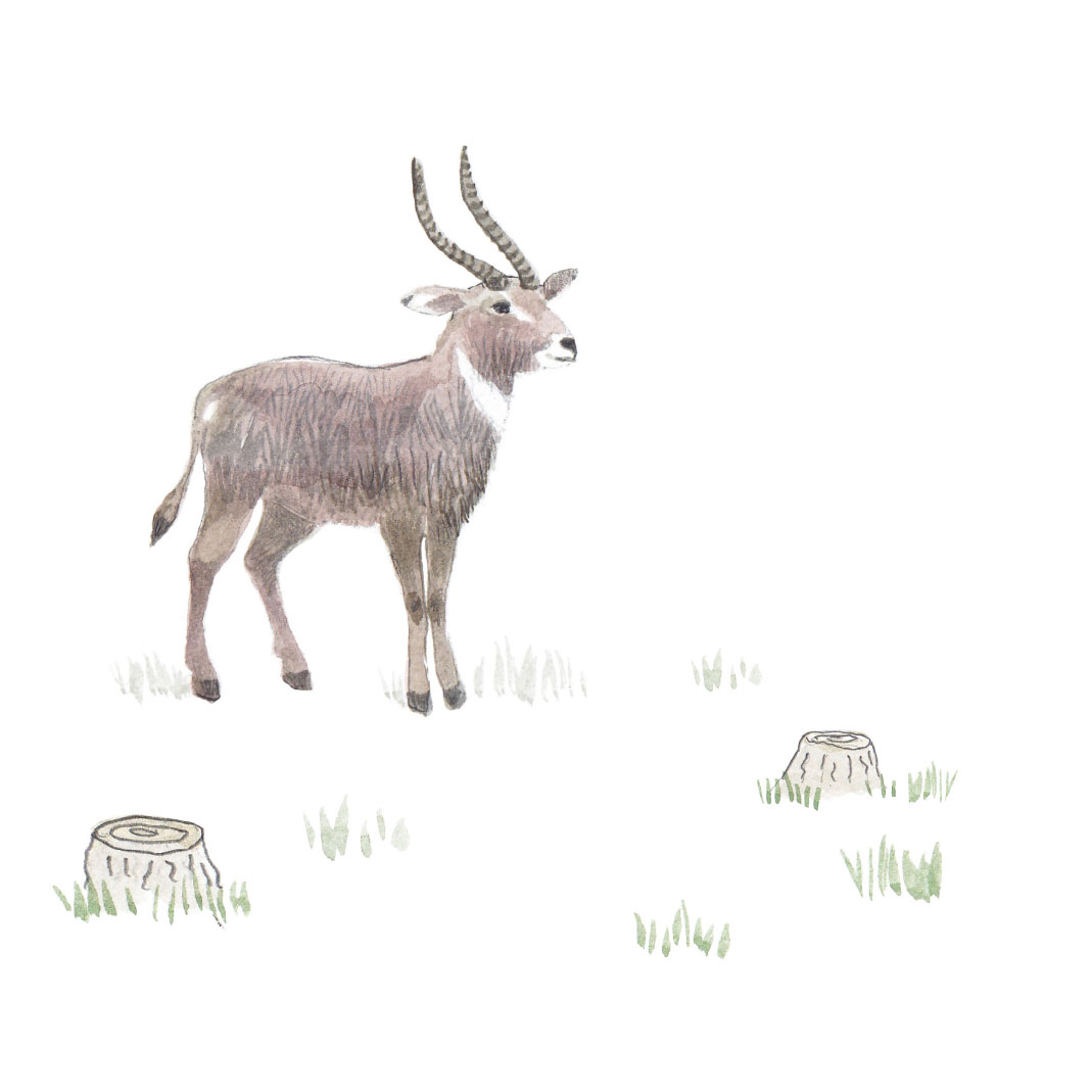 Truyện thai giáo tiếng Anh (Thai giáo ngoại ngữ): A Tiny Seed