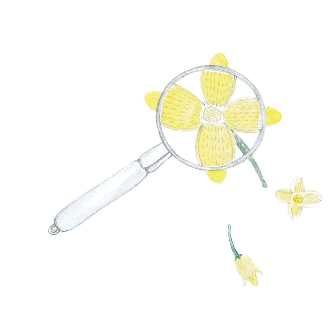 Truyện thai giáo tiếng Anh (Thai giáo ngoại ngữ): A Tiny Seed