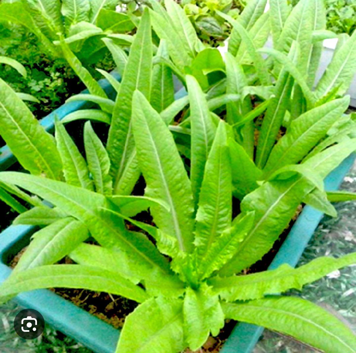 Mẹ sau sinh có nên ăn rau diếp thơm/rau diếp ngồng không?